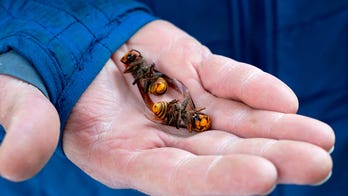Washington state sees no northern giant hornets in 2022