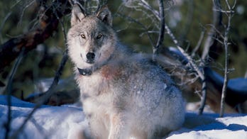 EU considers adjusting protections for wolves as farmers raise concerns about their livestock's safety
