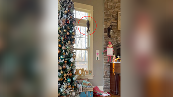 North Carolina family has ‘Christmas Vacation’ moment when squirrel hides in tree