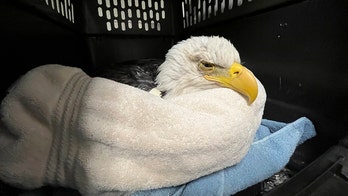 3 bald eagles die, 10 sickened in Minnesota after likely eating euthanized animals dumped at landfill