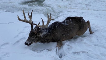 Minnesota firefighters rescue huge buck that fell through ice into river