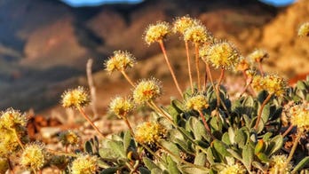 Flower that resides only in NV desert declared endangered