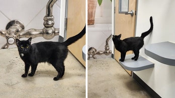 'Sad cat’ named Ellie surrendered by owner because animal 'wanted to cuddle,' then goes viral