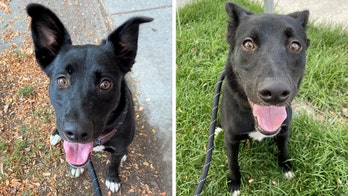 Utah pup is looking for a home so she can play and burn off some energy this holiday season