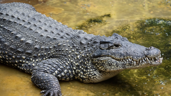 Endangered Cuban crocodile found dead at National Zoo after apparently chewing on electric equipment