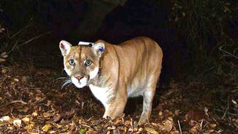 Los Angeles mountain lion nicknamed 'Hollywood Cat,' euthanized amid behavior changes, declining health