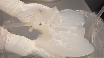 Making pig livers humanlike in quest to ease organ shortage