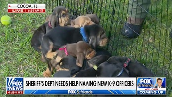 Puppies in training: Sheriff’s office reached out to public for name suggestions for new county K-9s