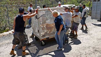Last of CA wildlife sanctuary’s orphaned and abused animals finally gets relocated