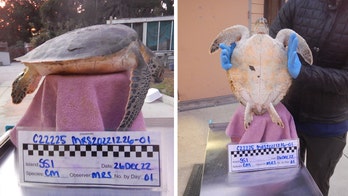 'Cold-stunned' sea turtles rescued in Georgia due to 'unusual extreme cold weather'