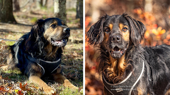 Eight-year-old Spaniel mix surrendered by his family in New York is hoping for a second chance