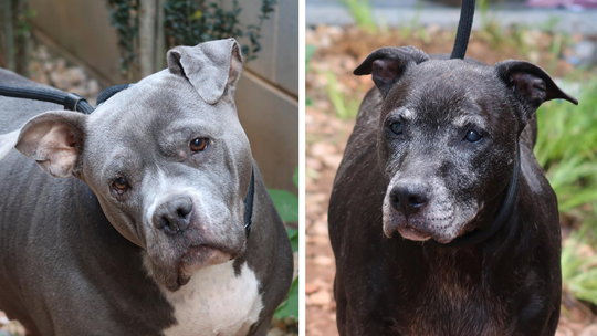 Two dogs in North Carolina need adopting amid potential euthanasia at overwhelmed shelter
