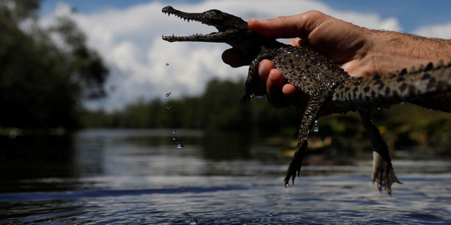 A Cuban crocodile is released into nature at Zapata Swamp, Cienaga de Zapata, Cuba, August 24, 2022. 