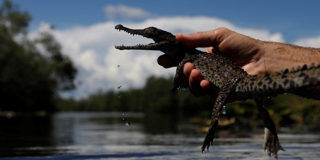A Cuban crocodile is released into nature at Zapata Swamp, Cienaga de Zapata, Cuba, August 24, 2022.