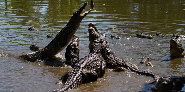 Cuban crocodiles (Crocodylus rhombifer) react as a bait hangs over them at a crocodile hatchery at Zapata Swamp, Cienaga de Zapata, Cuba, August 25, 2022.