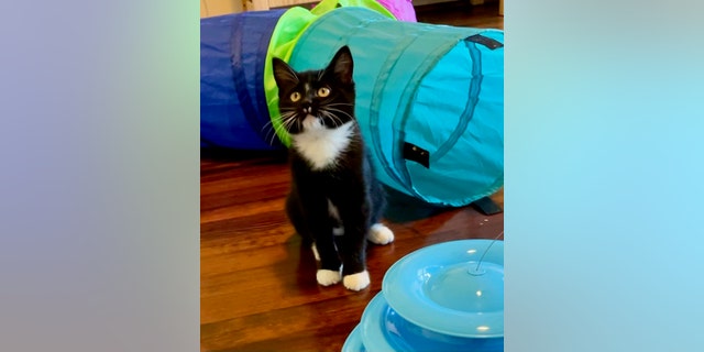 Ophelia, a tiny tuxedo kitten, loves to play. She's available for adoption in Houston. Best Friends Animal Society is encouraging animal lovers to choose adoption this holiday season, rather than purchasing pets from retail outlets.