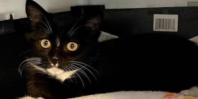 Four-month-old Ophelia is available for adoption at Best Friends Animal Society in Houston, Texas. "She loves to play with her kitty friends," the shelter told Fox News Digital.