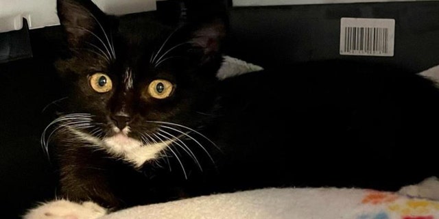 Four-month-old Ophelia is available for adoption at Best Friends Animal Society in Houston, Texas. "She loves to play with her kitty friends," the shelter told Fox News Digital.