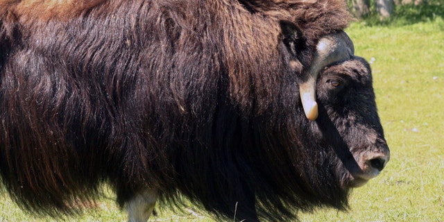 FILE - A muskox stands at a specialty farm in Palmer, Alaska.