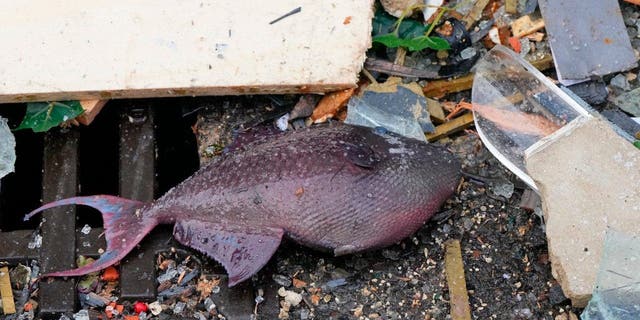 A fish lays in the debris in front of a hotel where a huge aquarium burst in Berlin on Friday.