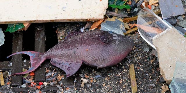 A fish lays in the debris in front of a hotel where an huge aquarium has burst in Berlin, Germany, Friday, Dec. 16, 2022. German police say a huge fish tank in the center of Berlin has burst, causing a wave of devastation in and around the Sea Life tourist attraction. (Soeren Stache/dpa via AP)