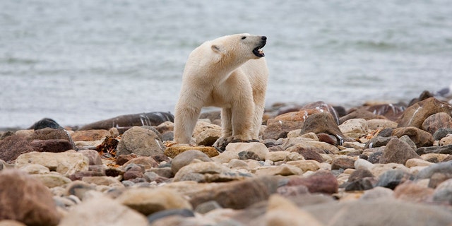 Un orso polare maschio cammina lungo una spiaggia della Baia di Hudson vicino a Churchill, Manitoba, 23 agosto 2010. Gli orsi polari nella Baia di Hudson occidentale in Canada, sul bordo meridionale dell'Artico, stanno ancora morendo a frotte, secondo un nuovo sondaggio del governo pubblicato giovedì , 22 dicembre 2022, Trovato. 