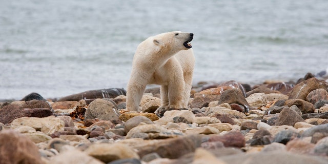 Um urso polar macho caminha ao longo de uma praia de Hudson Bay perto de Churchill, Manitoba, 23 de agosto de 2010. Os ursos polares no oeste da Baía de Hudson, no Canadá - no extremo sul do Ártico - ainda estão morrendo em massa, nova pesquisa do governo divulgada quinta-feira , 22 de dezembro de 2022, Encontrado. 