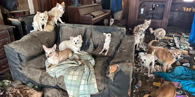 The Animal Rescue Corps responded to calls of move than 75 dogs living in an abandoned home in Dyer, Tennessee.