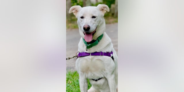 Sahteene is an affectionate dog looking for a home where she'll be the only pet in the household.