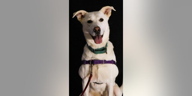 The mixed breed dog has piercing eyes — and needs a new home.