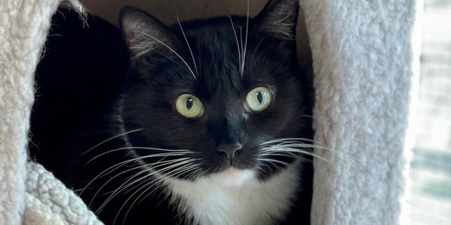 The domestic shorthair cat named Janet has a gorgeous black-and-white coat. She's available for adoption and is hoping for a forever home in the New Year.