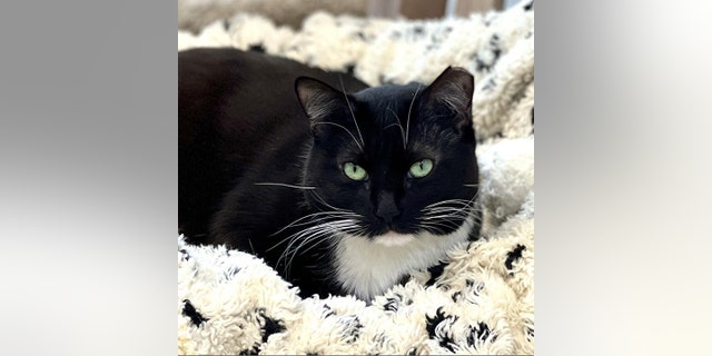 Janet is available for adoption at the Animal Rescue Fund of the Hamptons.