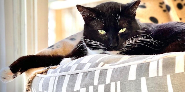 Janet, a three-year-old tuxedo cat, needs a new home — and is hoping for a new family in the New Year of 2023.