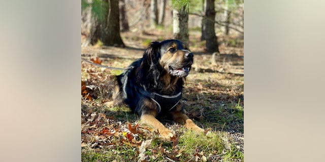 Zeke, a Spaniel mix, is up for adoption at ARF of the Hamptons in New York. Once he bonds with others, Zeke is known for being "playful and outgoing."