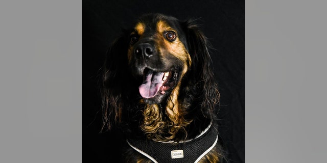 ARF describes Zeke, who is eight years old, as "friendly, smart and lovable."