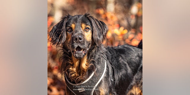 Eight-year-old Spaniel mix Zeke is up for adoption at ARF of the Hamptons.
