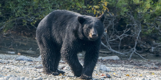 An American black bear