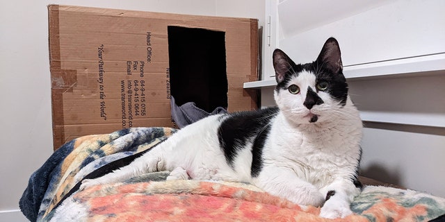 A 12-year-old tuxedo cat named Augustus Gloop is up for adoption at Best Friends Animal Society in Salt Lake City, Utah.
