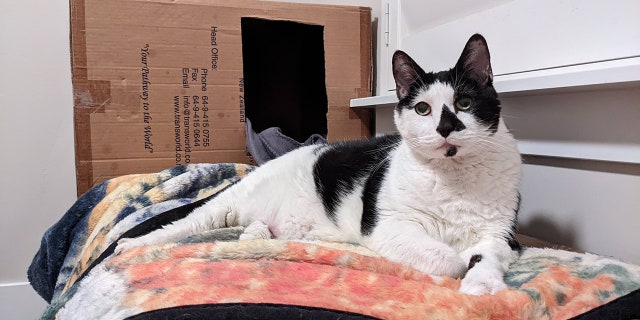 A 12-year-old tuxedo cat named Augustus Gloop is up for adoption at Best Friends Animal Society in Salt Lake City, Utah.