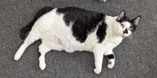 Best Friends Animal Society describes Augustus Gloop as a "big gentleman." He loves head scratches, the group said.