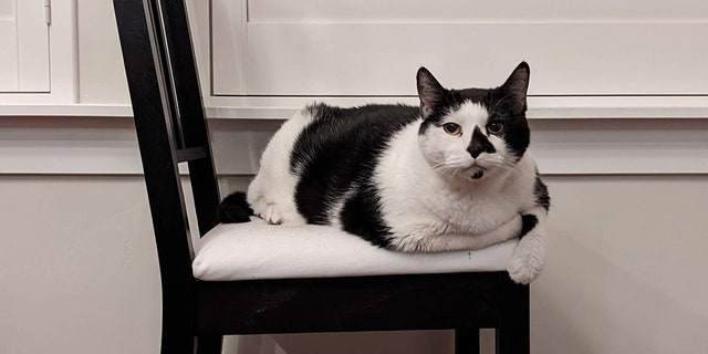When Augustus Gloop first showed up at Best Friends Animal Society in Salt Lake City, he was obese. Today he's on a special diet for his health. 