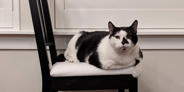 When Augustus Gloop first showed up at Best Friends Animal Society in Salt Lake City, he was obese. Today he's on a special diet for his health. 