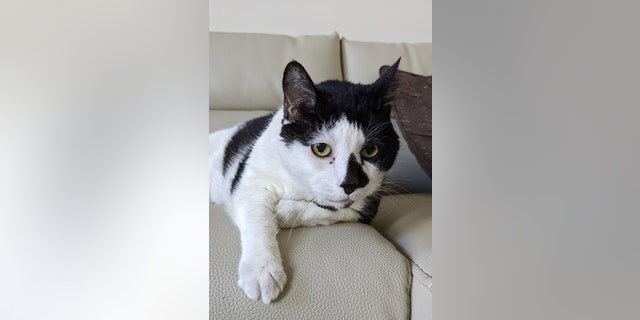 Augustus Gloop, a tuxedo cat, lounges on a couch as he awaits a new home.