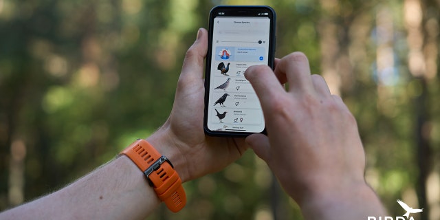 A birdwatcher identifies a bird species he's spotted while out on a walk with the Birda app.