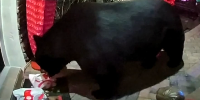 Doorbell camera footage shows the black bear strolling up the man's Seminole County home, and swiping a bag of 30-piece chicken nuggets and fries he had ordered from Chick-fil-A.