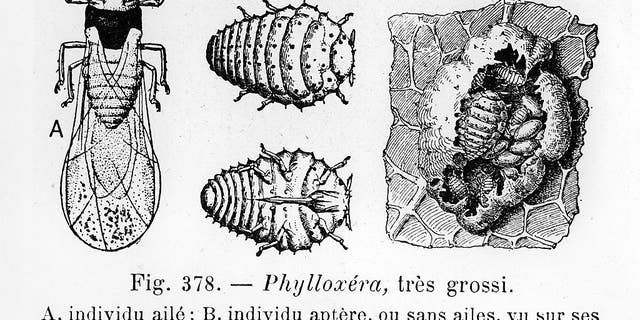 Charles Valentine Riley studied phylloxera, a tiny stinging insect, known to inhabit plant vines. It shares characteristics similar to insects of the aphid variety, with a remarkable degree of variation between members of the species.