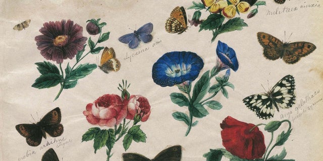 Charles Valentine Riley studied both art and science and produced beautiful drawings of the plants and bugs he studied. From the Charles Valentine Riley Papers at the National Agricultural Library of the U.S. Dept. of Agriculture.