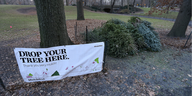 Christmas trees are seen at a collection point for recycling in New York City in 2019.