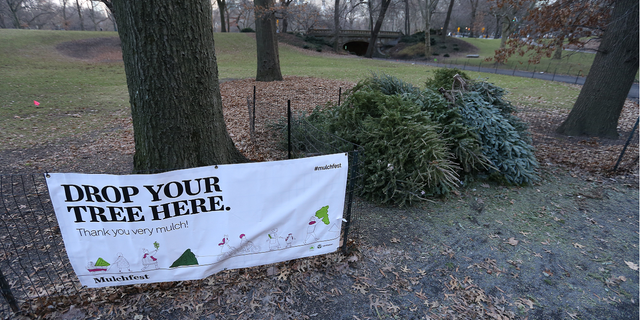 Christmas trees are seen at a collection point for recycling in New York City in 2019.