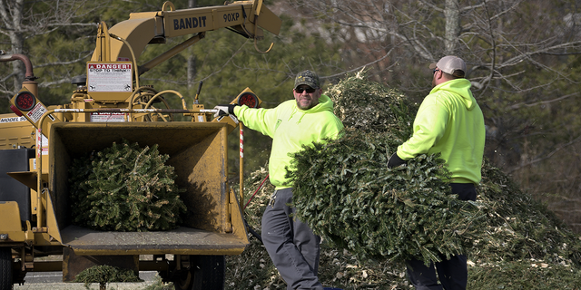 Municipal workers grind Christmas trees from the past holiday season in a wood-chipper at a community park in Warminster, Pennsylvania, on Feb. 6, 2019.